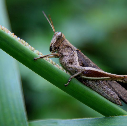 JB Royalty Vent Filters Can Help Keep Insects Out of Your Home